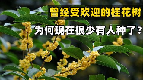 門口種桂花|院子裡種桂花樹的禁忌，庭院東方和大門口種植